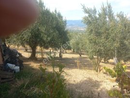 Geyve Umurbey Köyünde 6970 M² Arsa 60m² Bina Bulunan 120 Metrekare Yapı Denetimi Olan Arsa Satılık