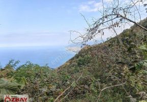 Boztepede Satılık Fındık Bahçesi