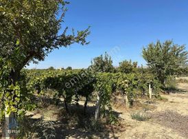 Asfalt Yol Üzeri 7.5 Dönüm Tek Tapu Kaçırılmayacak Satılık Bağ