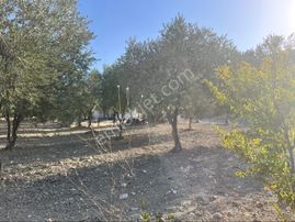 Sarıçam Mah 9800m2 Satılık Hesaplı Zeytinlik Resmi Yol Var