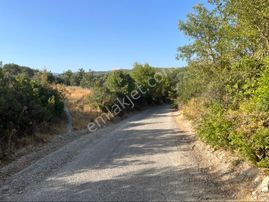 Sarıçam Mah 9800m2 Satılık Hesaplı Zeytinlik Resmi Yol Var