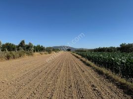 Sahibinden Muğla Milas