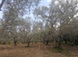 İznik Yeşilcamii De Satılık Zeytinlik
