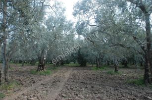 İznik Yeşilcamii De Satılık Zeytinlik