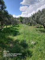 Fırsat Zeytinlik Fırsat Fiyat İle