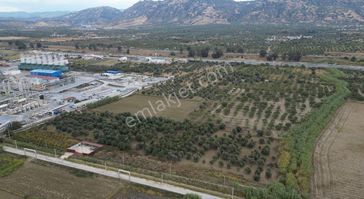 Kevser Alak'tan Germencik Ömerbeyli'de Satılık Tarla