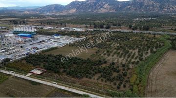 Kevser Alak'tan Germencik Ömerbeyli'de Satılık Tarla