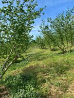 Kandıra Yusufça Beşirli Köyü Yol Kenarı Fındıklık