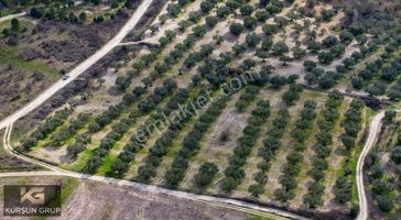 Saruhanlı Pınarbaşı'nda Resmi Yola Cepheli Yatırımlık Zeytinlik