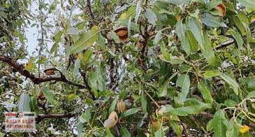 Afyonkarahisar Çay Kılıçyakada Satılık 18.100 M2 Bademlik