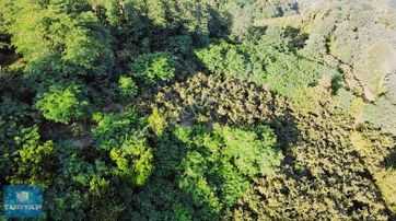 Çaytepede Satılık 11.066 M2. Fırsat Verimli Fındık Bahçesi