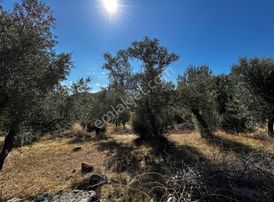 Nevi Gayrimenkuldan Satılık Zeytin Tarlası