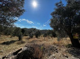 Nevi Gayrimenkuldan Satılık Zeytin Tarlası