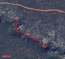 Urla Yağcılarda Yatırımlık Zeytinlik