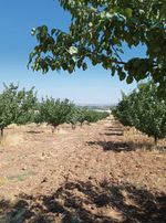 Bulut Emlaktan Satılık Tarla