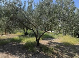 Dostlardan Satılık Efendide Hobi Bahçesi