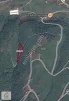 Truva'dan Samsun Atakum Kurugökçe'de Satılık Fındık Bahçesi