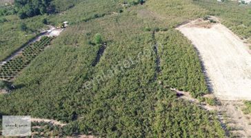 Erko Grup Gayrimenkul'den Hendek Hallaç Mah. Satılık Fındıklık