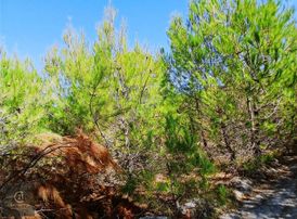 C21 Loca'dan Savaştepe Yukarıdanişmentte 5160,88m2 Satılık Tarla