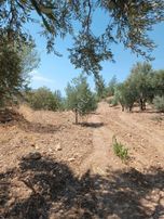 Sarıçukurda Satlık Baraj Manzaralı, Tek Tapu Tarla, Zeytinlik