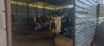 emlakjet-image-not-found