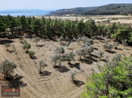 Yalova Köyün'de İçerisinde 110 Adet Zeytini Olan 6727 M² Tarla