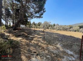 Yalova Köyün'de İçerisinde 110 Adet Zeytini Olan 6727 M² Tarla