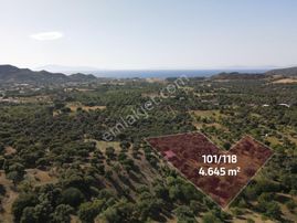 Datça Karaköy Mahallesinde 4645 M2 Deniz Manzaralı Tarla