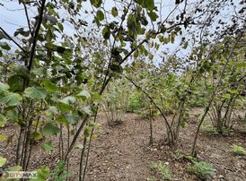 Cıtymaxtan Satılık Arazi