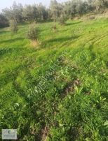 Kirvem Emlaktan Alibeyli Mah Konut İmarlı Arsa