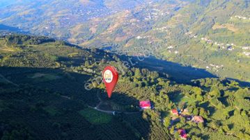 Ordu'da Yemyeşil 587 M² Köy İçi İmarlı Uygun Fiyatlı Son Arsa