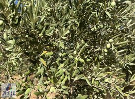 Satılık( Sanayi İmarına Yakın)zeytinlik Ve Bağ