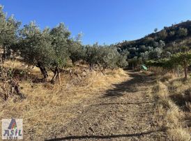 Satılık( Sanayi İmarına Yakın)zeytinlik Ve Bağ