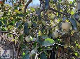 Satılık Bahçeli Müstakil Köy Evi-kısa Süreliğine