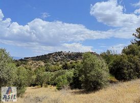 Satılık Zeytin Bahçesi