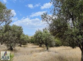 Satılık Zeytin Bahçesi