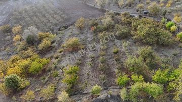 Realty Nexus'dan İznik Yörükler' De 20,117 M2 Meyve Bahçesi