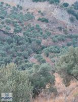 Aydın Efeler Domalan Köyünde Satılık Zeytinlik