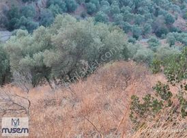 Aydın Efeler Domalan Köyünde Satılık Zeytinlik