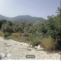 Yeşil Üzümlü Satılık Tarla