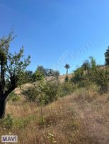 Re/max Mavi'den Taraklı Harkköyde 1669 M² Fındık Bahçesi