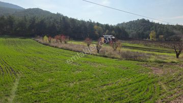 Gölpazarı Asfaltına Cepheli 800 M2 Yetişkin Kiraz Bahçesi Kaçmaz