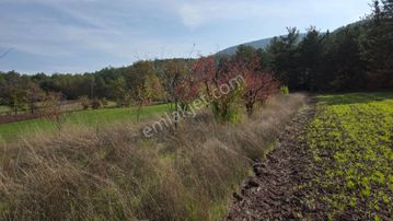 Gölpazarı Asfaltına Cepheli 800 M2 Yetişkin Kiraz Bahçesi Kaçmaz