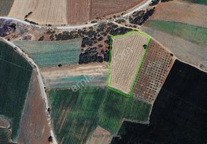 Karacabey Dağkadı Köyünde Ekilebilir 12.400m2 Tarlaköye 400metre