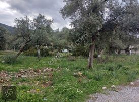 Didim Akbükte 1000m2 Satılık Arsa