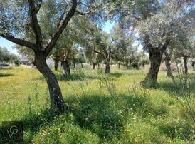 Didim Akbük Merkezde Satılık 401 M2 Arsa