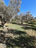 Verimli Ve Yüksek Getirili Bahçe Zeytinlik