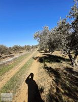 Verimli Ve Yüksek Getirili Bahçe Zeytinlik