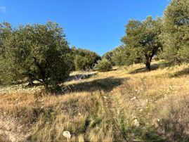 Hatıplar Mah Satılık 9500m2 Zeytinlik Resmi Yolu Var