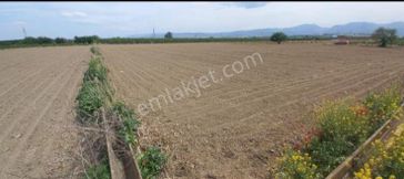 Turgutlu Nurcan Emlak'tan 7.mıntıka 4.900 M² Tek Tapu Tarım Arazisi Satılıktır.